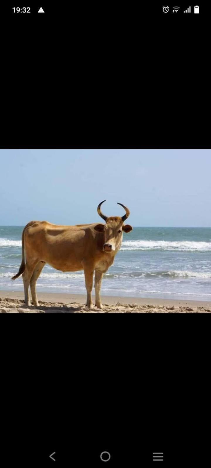 Вилла Chez Bethy & Baboulaye Jungle Et Ocean Abeme Экстерьер фото