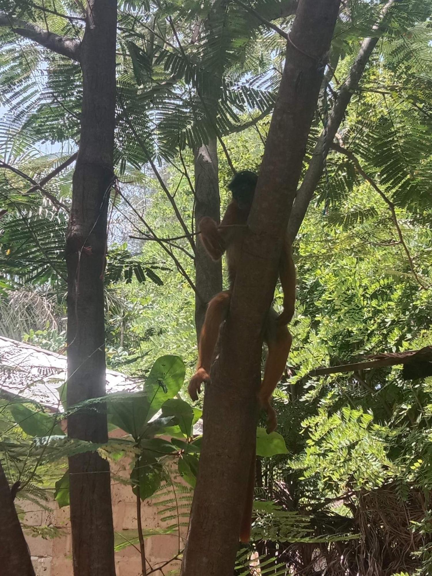 Вилла Chez Bethy & Baboulaye Jungle Et Ocean Abeme Экстерьер фото