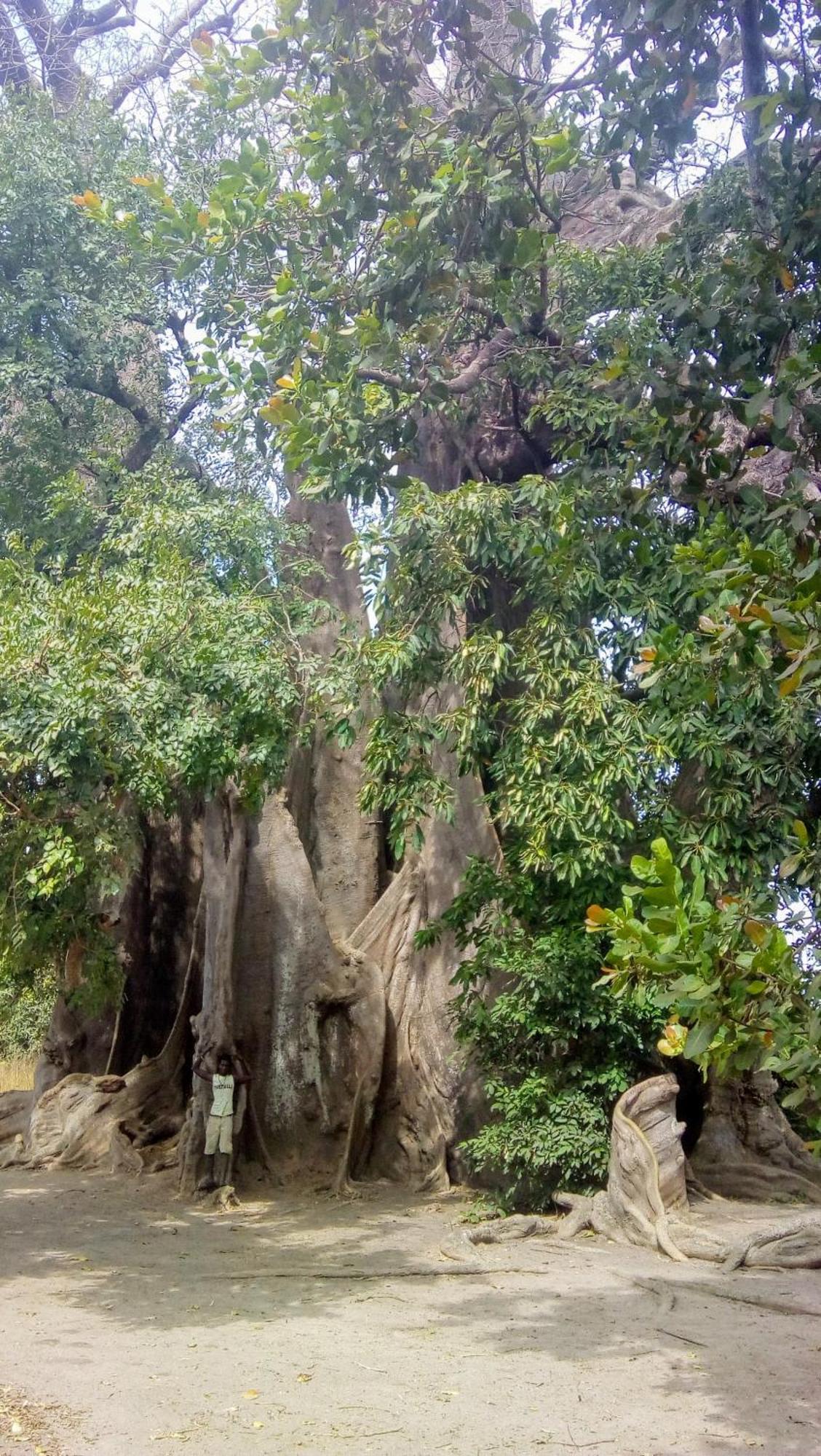Вилла Chez Bethy & Baboulaye Jungle Et Ocean Abeme Экстерьер фото